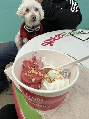 sweetFrog Premium Frozen Yogurt