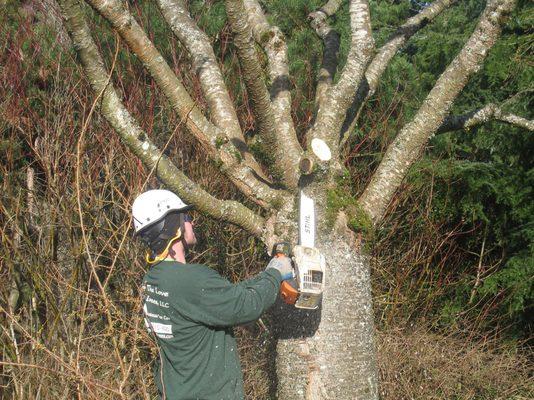 Arborist Structural Pruning Cherry Tree