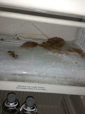 This is the mold in the freezer