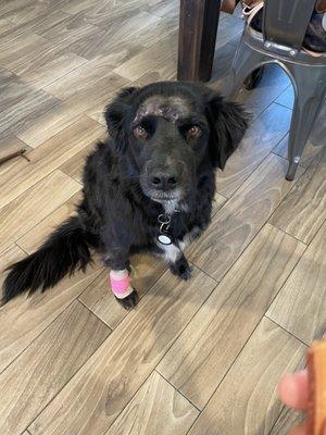 Our girl Bella after her procedure.