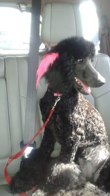 Hermione, our standard poodle, looking gorgeous after her very first grooming!