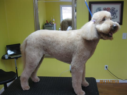 We seem to be the doodle grooming headquarters!  Miss Casey Green.