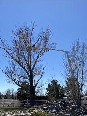 Joe Beningo's Tree Service