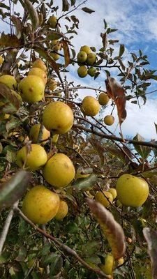 Gold Rush. Crispy and tart. Sweetens as it sits.Great all around apple.