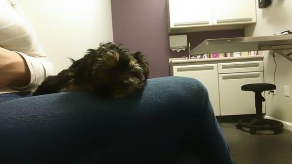 Penny was so comfortable at the vet.