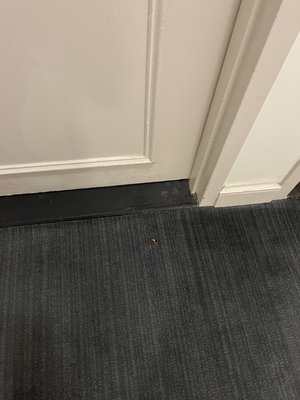 Crumbs on carpet outside of door in hallway