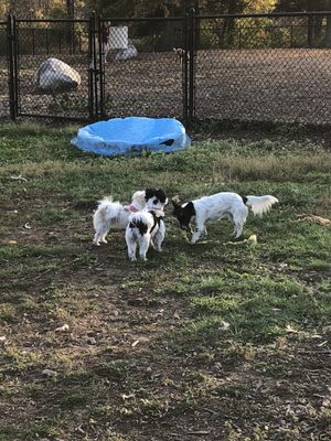 Paw Meadow Dog Park