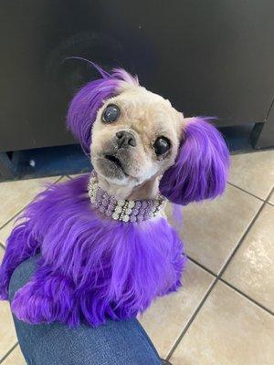 The Purple Shih Tzu