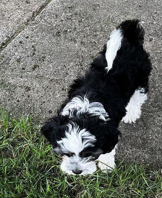 Need her groomed before Sept, 15th. Thanks, Vicki
 6084841371Oakley, is a cavabear, 3 months old