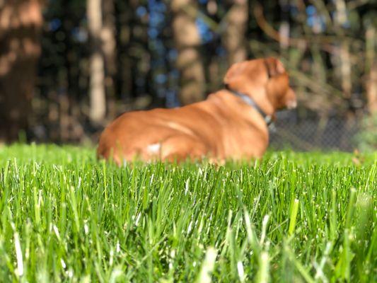 Pro Time Lawn Seed