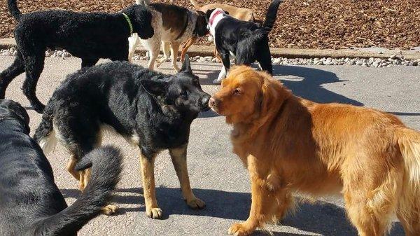 Puppy dogs at play at Wiggles N Waggles Pet Resort and sPAW!