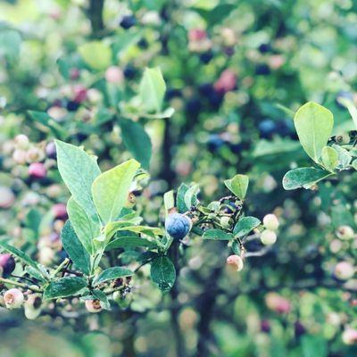 The Blueberry Patch