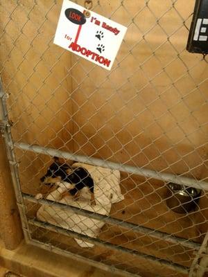 Abilene Animal Services Shelter