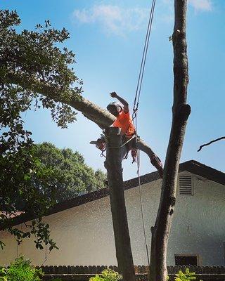 Tree removal