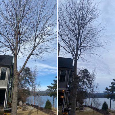 Pruning of oak on Lake Arrowhead