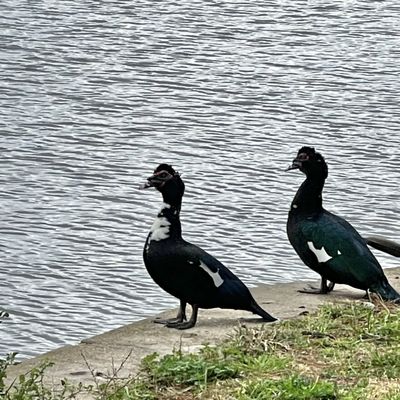 Ducks