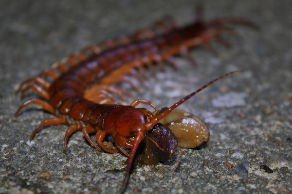 centipedes in Hawaii are common. Call us and we'll remove them for you.