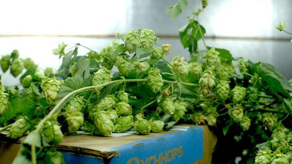 Fresh hops ready to brew