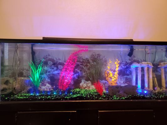 75 gallon glo aquarium