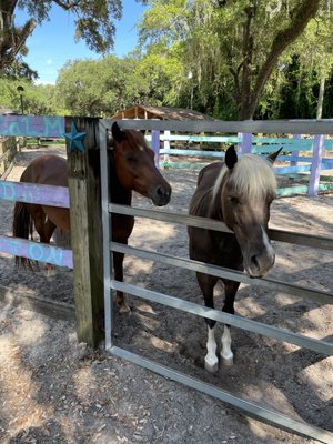 MM Equestrian Farm