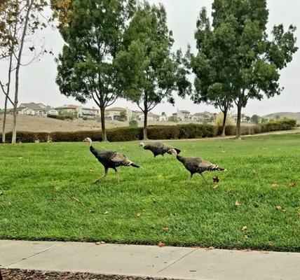 Wild turkeys about 2 blocks from Coyote Creek Elementary