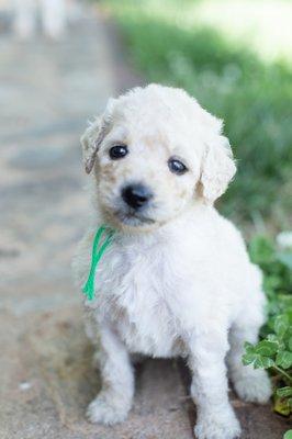 Mini F1B Male Goldendoodle Puppy