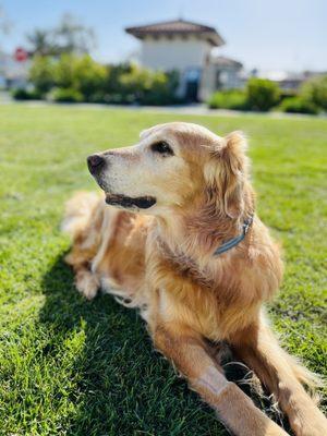 Molly, our 15 year old golden retriever