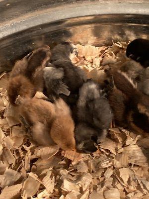 New baby chicks