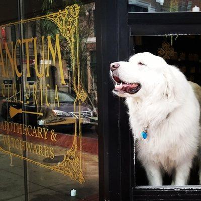 Come meet Lucky's beloved familiar and co-proprietor of the shop, Woobah!