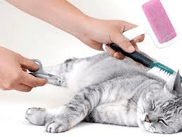 Now offering Cat Grooming!