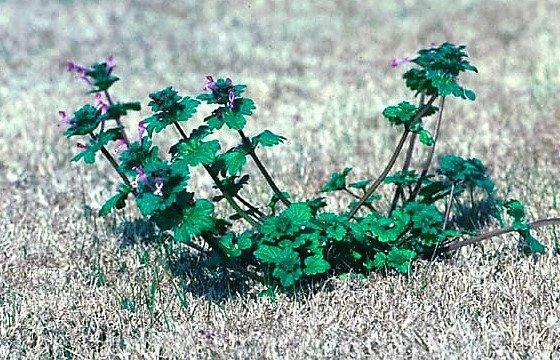 Henbit, usually the first sign of the weed season!