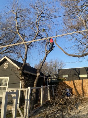 Tree Removal (Halfway Done) *Hackberry