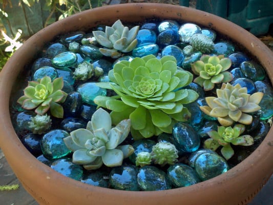 All About Succulents