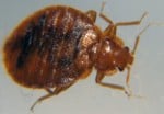 close up picture of an adult bed bug