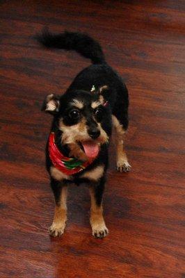 Angel sporting her watermelon bandana!