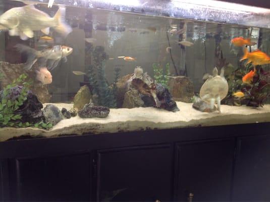 The amazing - and widely renowned - CheckMasters Fish Tank!!!