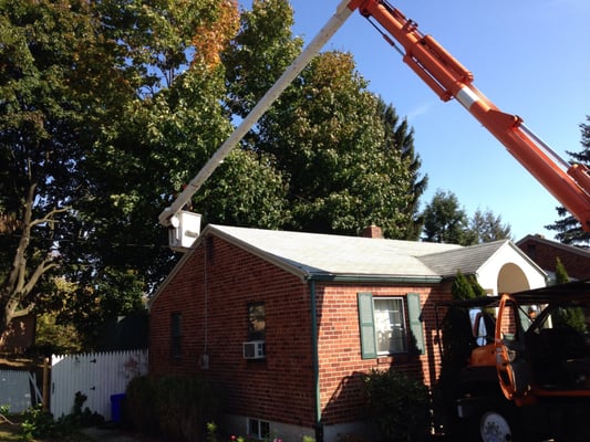 Sky's The Limit Tree Services