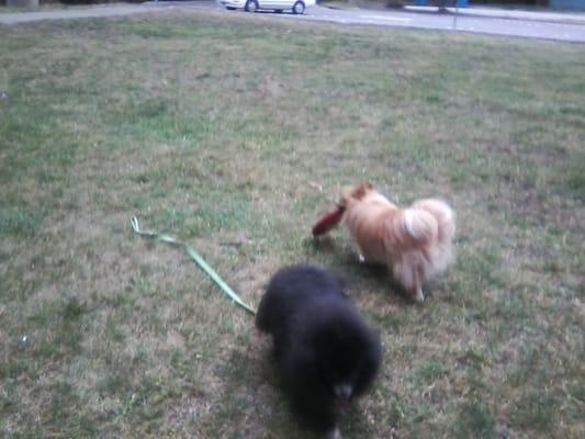 My Pomeranians Midnight & Sampson love playing up at Oddstad Park.Memories on that grass field.