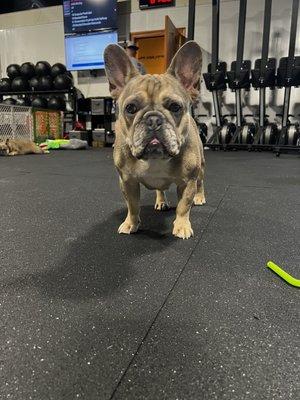 Just another gym mascot