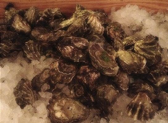 Kumamoto Oysters - Taylor Shellfish Farm!