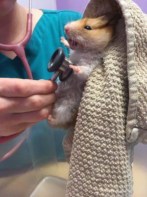 That stethoscope is chilly!