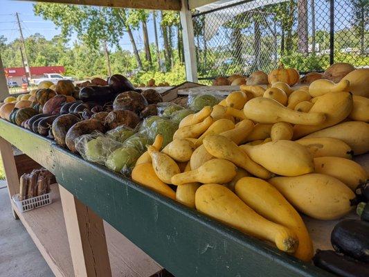 A variety of squash