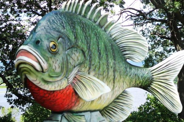 Sunny the Sunfish- World's Largest Sunfish!