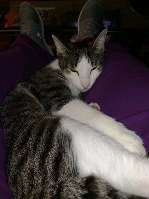 Pic of cat on a stranger's lap day before Pearland Animal Control trapped & killed it because he was supposedly diseased & uncontrollable.