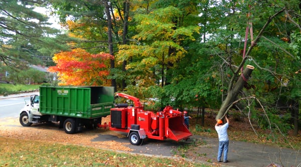 Here we are in the process of removing, and chipping a tree.