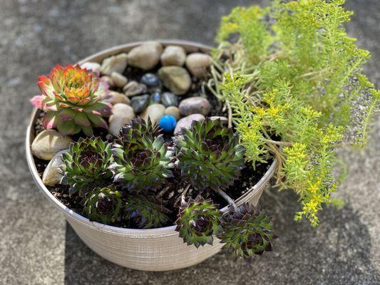 A pot of succulents I put together as a gift with plants from LKN Garden Center.