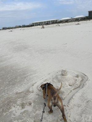 Dog Friendly Beach