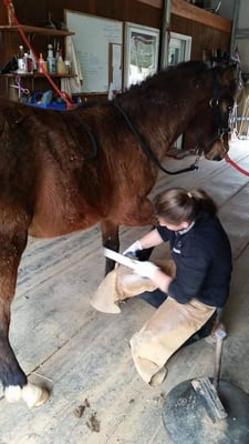 Katie working on Wilco, a Connemara yearling