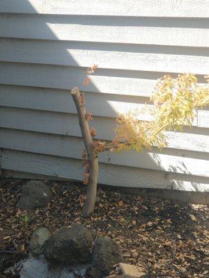 A 30 year old Japanese maple cut in half. I have no words.