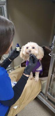 Friends of Upland Animal Shelter tech dosing one of their furry pets.